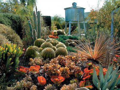 Cactus Garden with green and orange plants